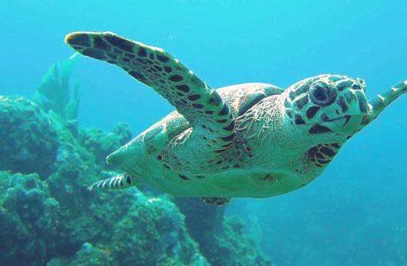 Paggalugad sa Mundo ng Hawksbill Sea Turtles - Isang Pananaw sa Isang Species na Nanganganib na Maubos