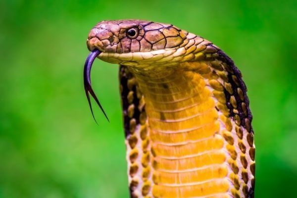 Karališkoji kobra
