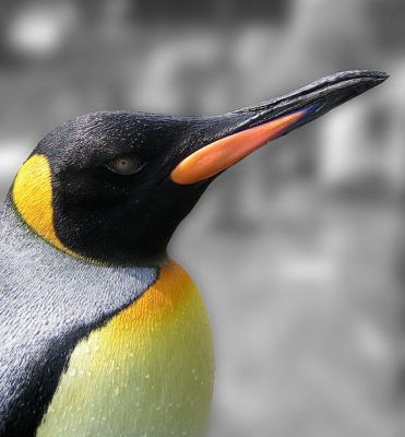 Крал пингвин