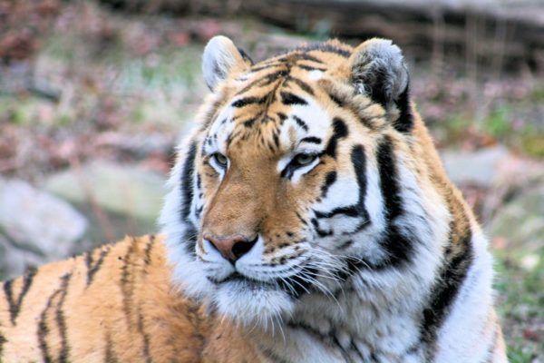 Бенгалски тигар