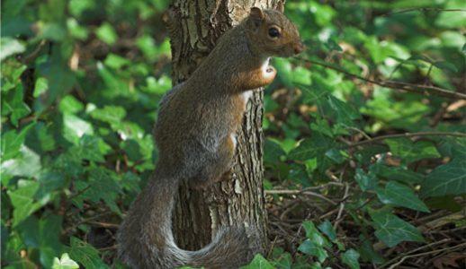 Raziskovanje sveta veveric – vpogled v njihovo vedenje, inteligenco in prehranjevalne vzorce