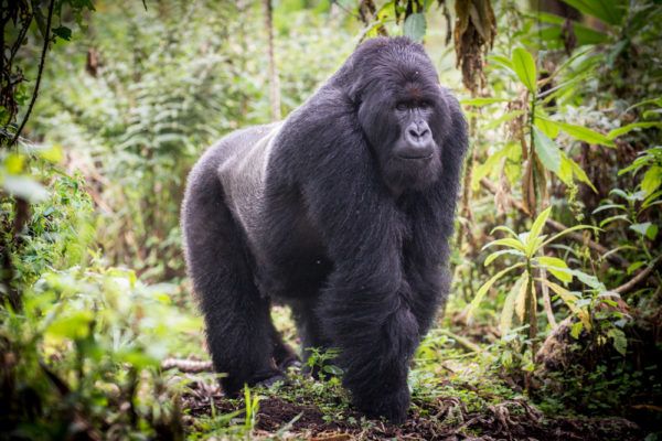 Gorilla mägi