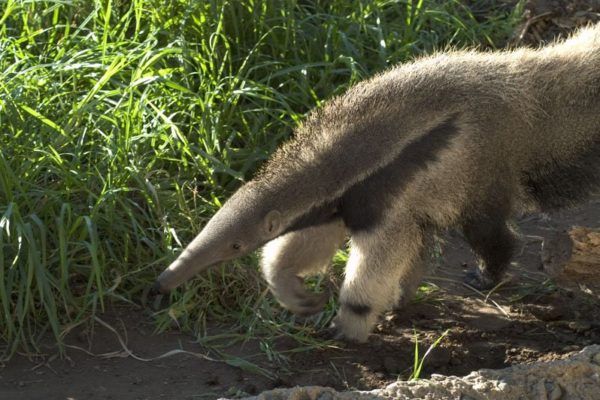 Ameisenbär