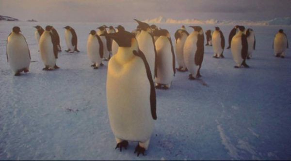 Emperor Penguin