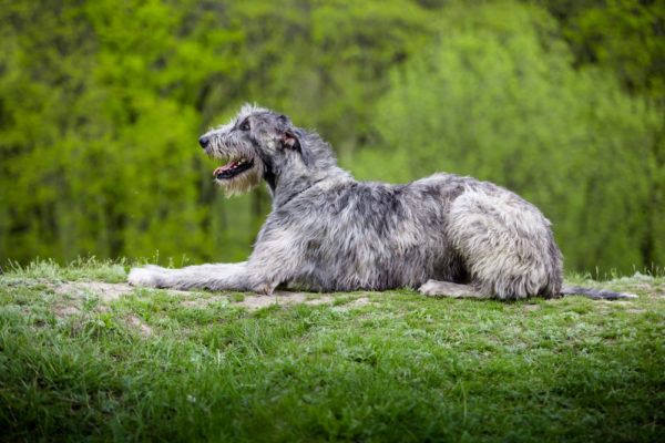 Irsk WolfHound