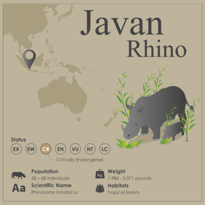 Јавански носорог
