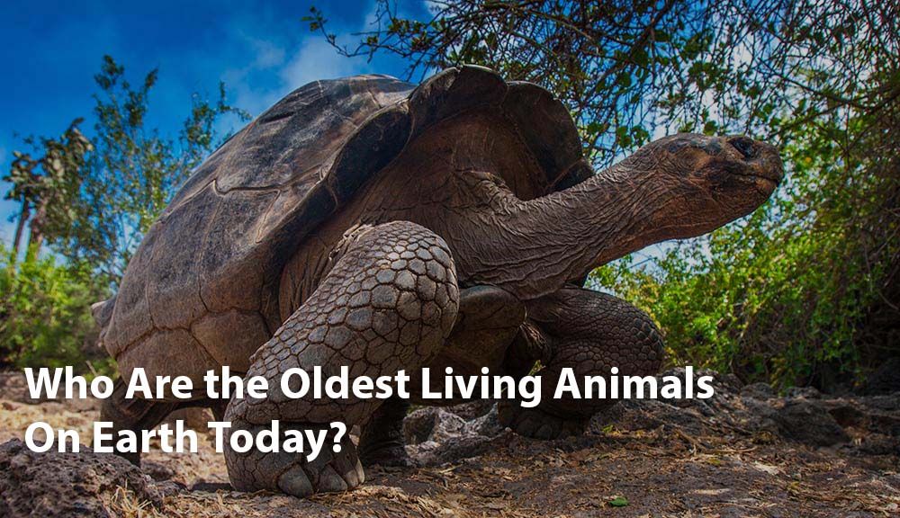 Vecākie dzīvie dzīvnieki uz Zemes šodien