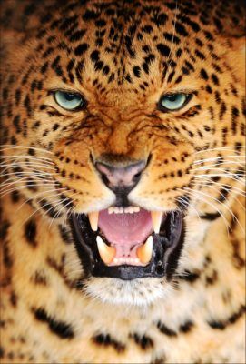 Amuuri leopard