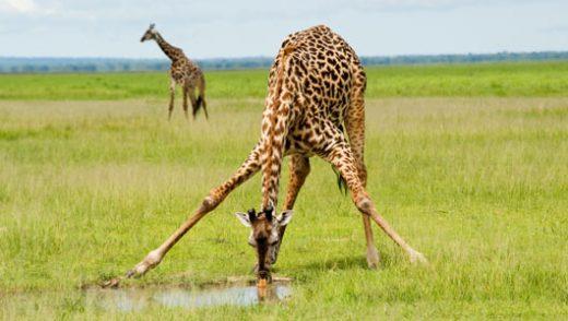 Erkunden Sie das bezaubernde Reich der Giraffen jenseits des Blätterdachs