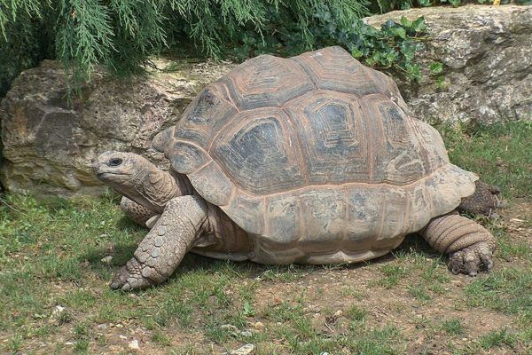 Aldabra jättiläinen kilpikonna