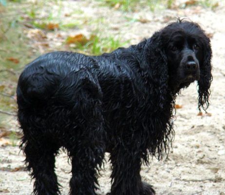 Lauka spaniels