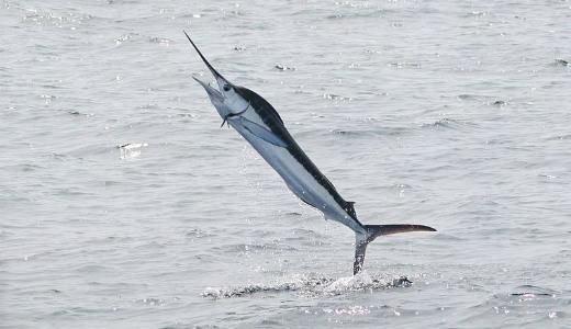 Skúmanie hlbín - Majestátne Marlins of the Ocean's Giants