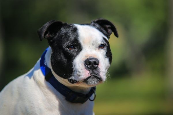 Staffordshiren bullterrieri