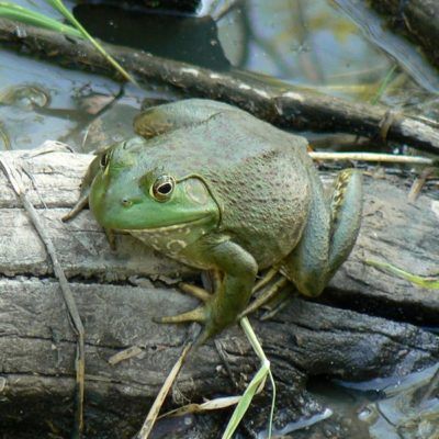 Bullfrog