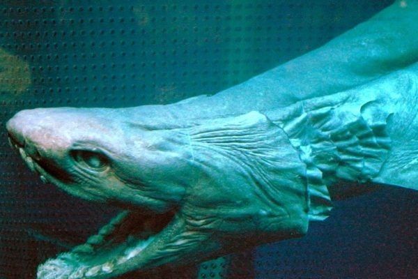 Frilled Shark