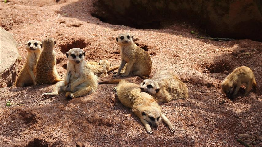 Những loài động vật ưa nắng mùa hè - Khám phá động vật hoang dã phát triển mạnh dưới cái nóng
