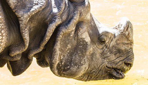 Bitka javanskega nosoroga za preživetje - Kolebanje na robu tišine