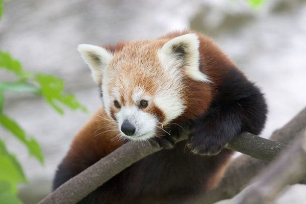 Panda Merah