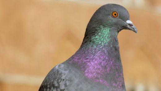 L'incroyable diversité des pigeons - Explorer le monde fascinant de ces merveilles ailées