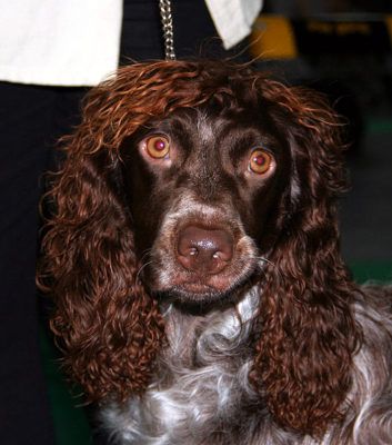 Pont Audemer spaniel