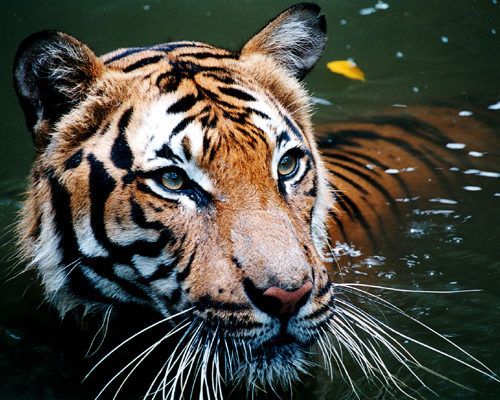 Малајски тигар