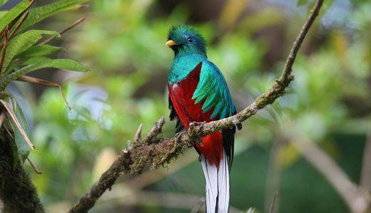 Unveiling the Enigmatic Quetzal - Exploring the Secrets of its Magnificent Plumage