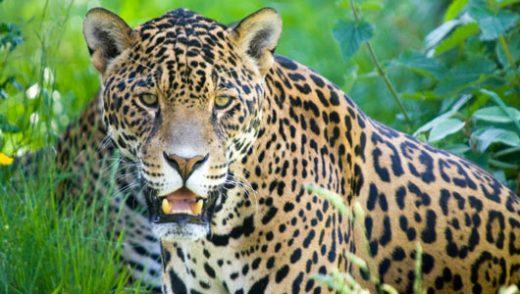 Rivelare l'enigmatico giaguaro: svelare i misteri di un predatore apicale della foresta pluviale
