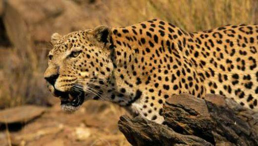 Utforsk leopardenes fortryllende verden - Spennende informasjon og unike egenskaper