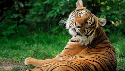 Εξερευνώντας το αινιγματικό βασίλειο των τίγρεων - αποκαλύπτοντας τις ρίγες της άγριας φύσης