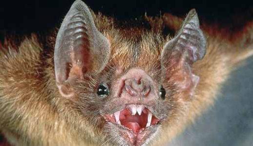 Aperçus intrigants sur les chauves-souris vampires – Dévoilement de leurs traits énigmatiques et anecdotes captivantes