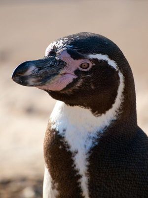 Humbolta pingvīns