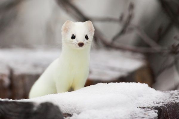 Ermine