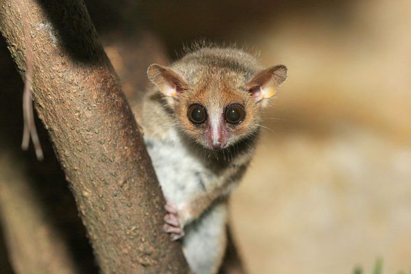 Grauer Maus-Lemur