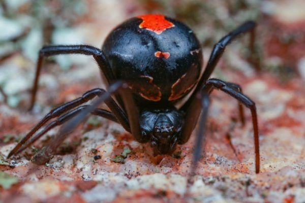 Melnās atraitnes zirneklis