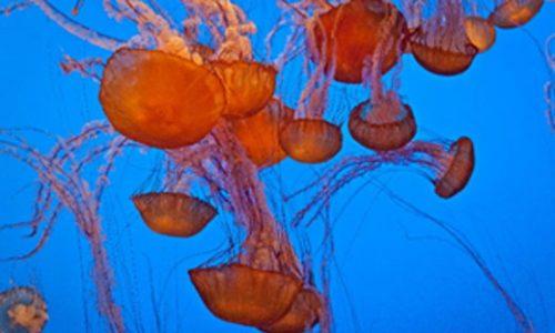 Raziskovanje skrivnostnega sveta meduz - odkrivanje resnice o njihovih dejstvih, anatomiji in vedenju