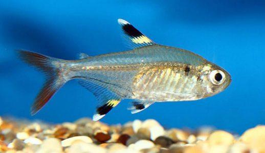 Izpētiet aizraujošo rentgena zivju Visumu
