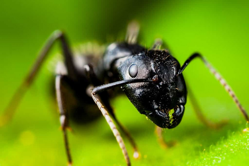   Semut tukang kayu hitam