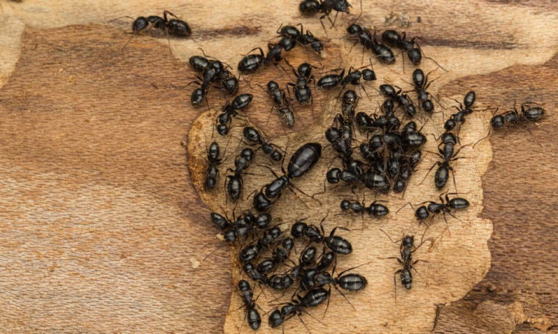   Semut tukang kayu hitam adalah spesies terbesar di Amerika Syarikat