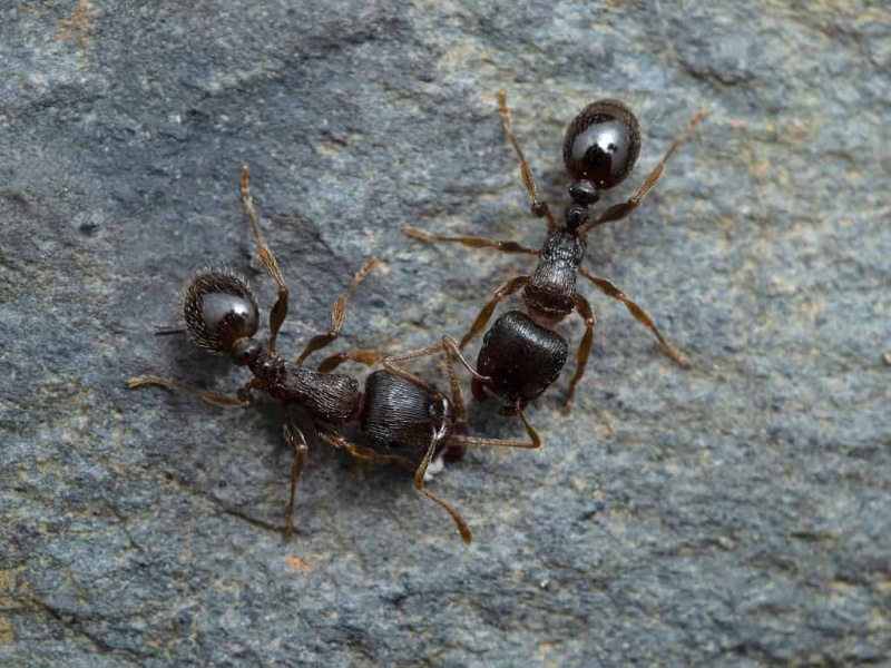   Semut turapan boleh ditemui di kawasan bandar Indiana
