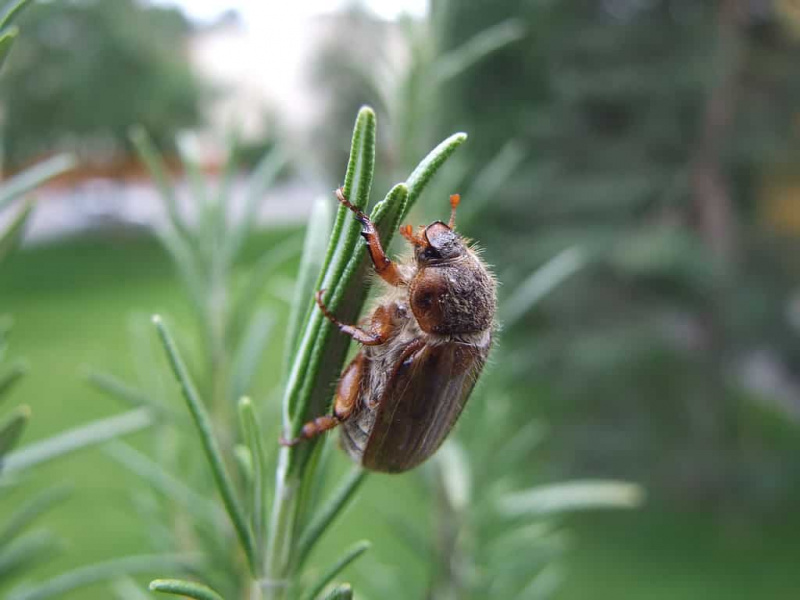   Kumbang chafer Eropah biasanya aktif semasa Indiana's summer months