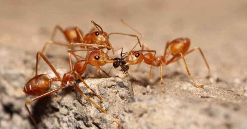   الحيوان العدواني: النمل الناري