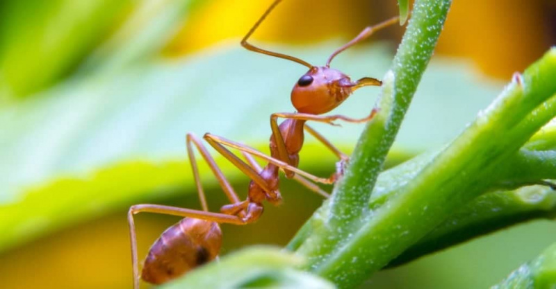   حقائق عن الحيوان: عامل النمل الناري