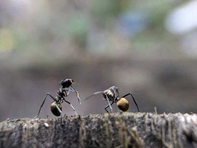   Мирисни кућни мрави заједно