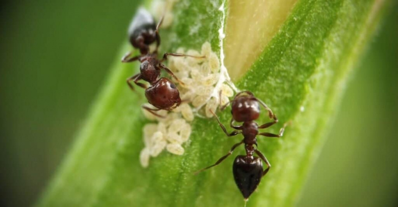   puusepa sipelgas vs must sipelgas