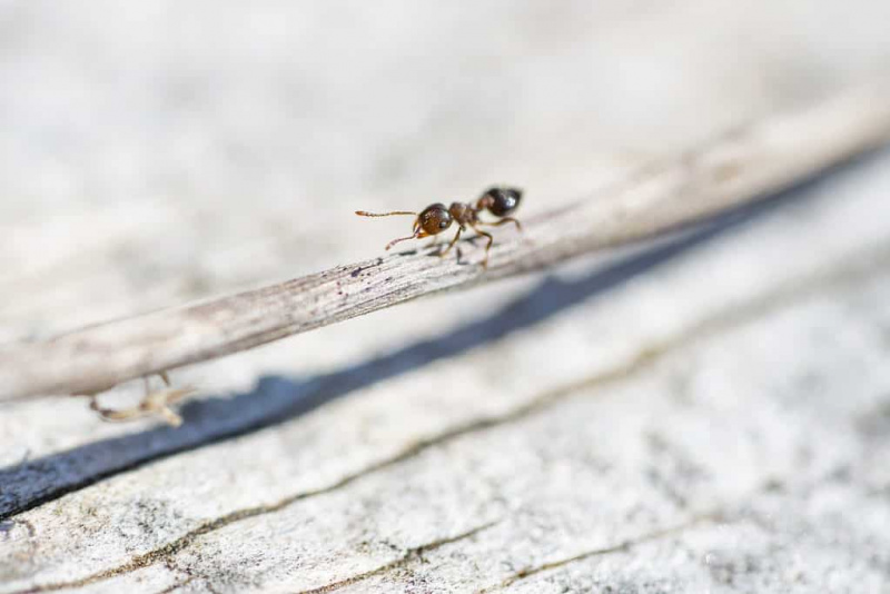   Acrobat Ant kevadel