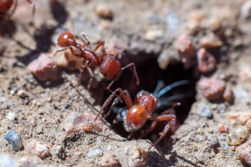  Red Harvester Ants oma pesa sissepääsu ümber.