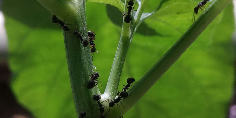   väike must sipelgas