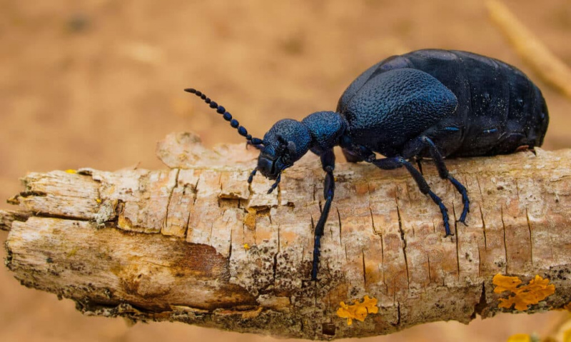   Kumbang Minyak