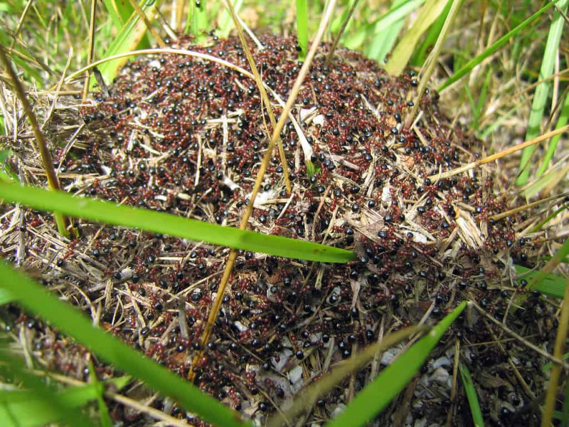 Pennsylvanlased valmistuge! Need 5 sipelgatüüpi ilmuvad sel suvel