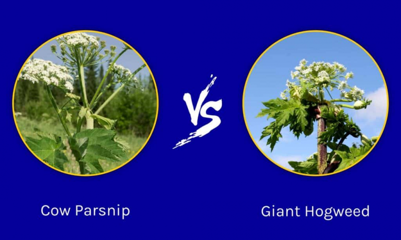 Cow Parsnip กับ Giant Hogweed: 5 ความแตกต่างที่สำคัญ